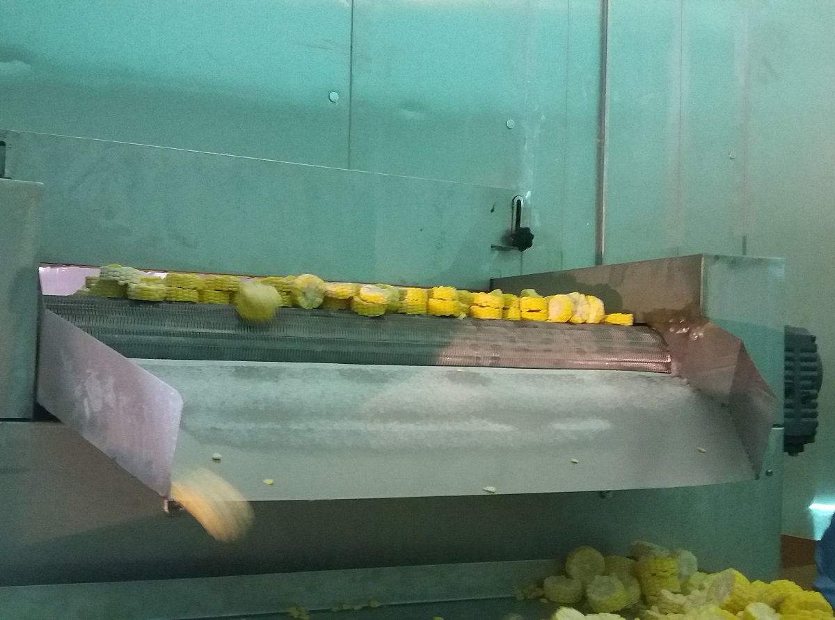 High Quality Fluidized Bed IQF Freezer FSLD1000 IQF Freezer for Cubed Mangoes from first cold chain 