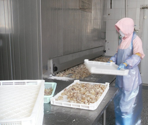 China High Quality FSW1000 Tunnel Freezer para sa IQF Shrimp Processing
